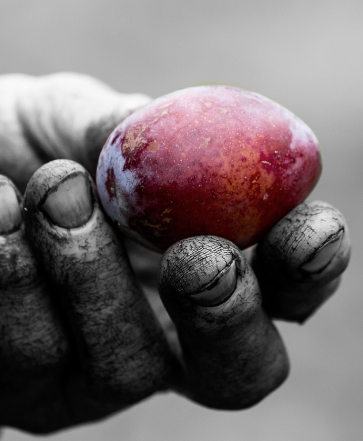 Quelles différences entre un pruneau bio et un pruneau conventionnel Quelles différences entre un pruneau bio et un pruneau conventionnel
